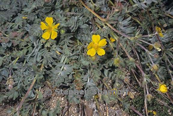 potentilla breweri 1 graphic